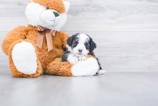 Sweet Mini Bernedoodle Baby