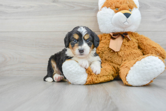 Mini Bernedoodle Pup Being Cute