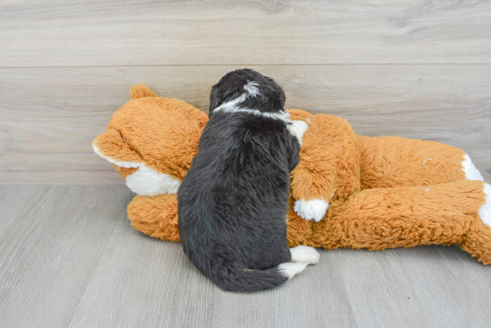 Mini Bernedoodle Pup Being Cute