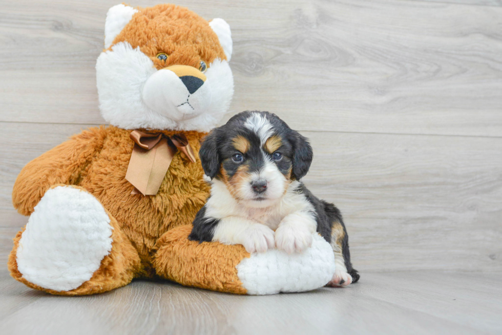 Hypoallergenic Bernadoodle Poodle Mix Puppy