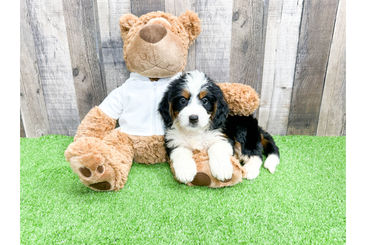 Mini Bernedoodle Puppy for Adoption