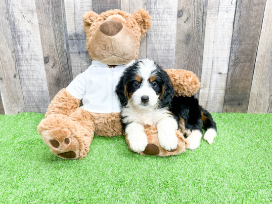 Mini Bernedoodle Puppy for Adoption