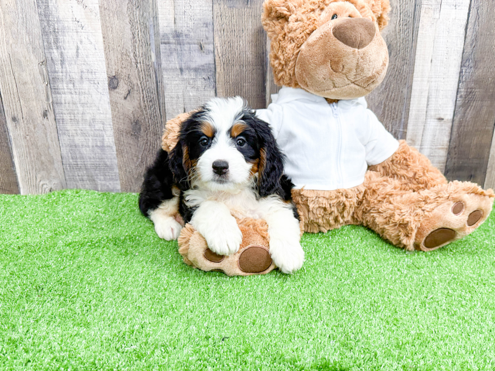 Mini Bernedoodle Puppy for Adoption