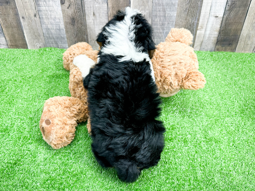 Funny Mini Bernedoodle Poodle Mix Pup