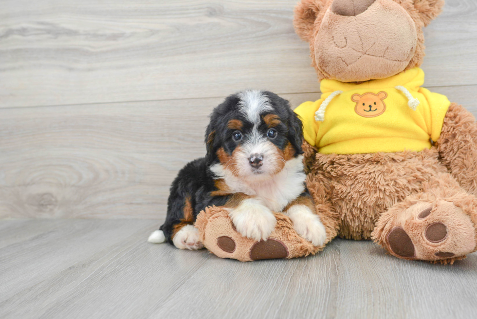 Hypoallergenic Bernadoodle Poodle Mix Puppy