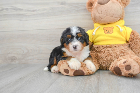 Hypoallergenic Bernadoodle Poodle Mix Puppy