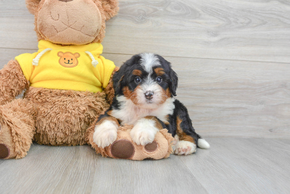 Best Mini Bernedoodle Baby