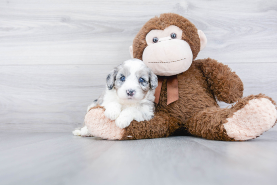 Mini Bernedoodle Pup Being Cute