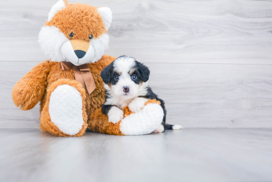 Small Mini Bernedoodle Baby