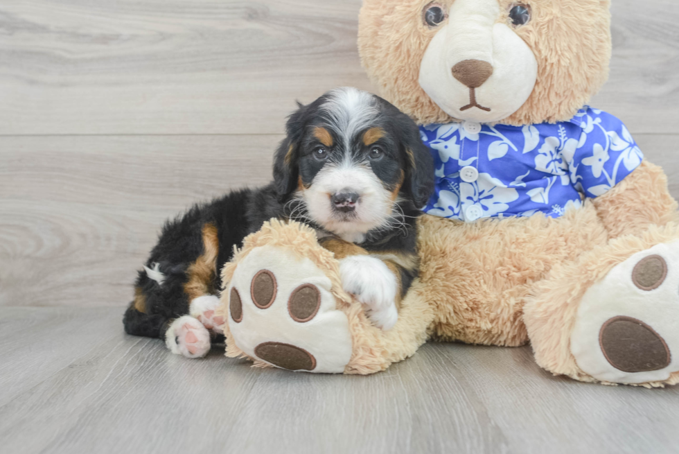 Cute Mini Bernedoodle Baby