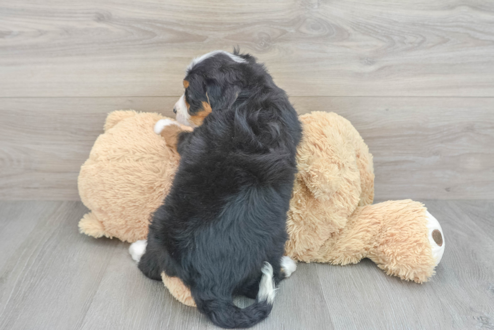 Popular Mini Bernedoodle Poodle Mix Pup