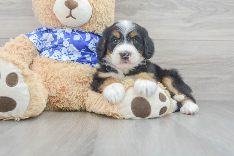 Petite Mini Bernedoodle Poodle Mix Pup