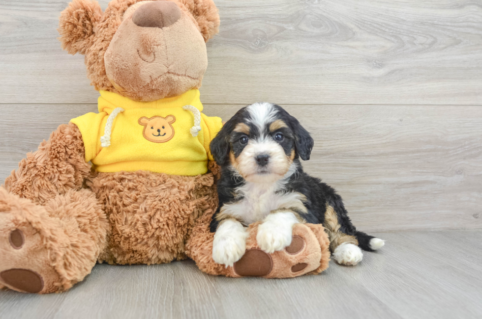 6 week old Mini Bernedoodle Puppy For Sale - Premier Pups