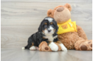 Fluffy Mini Bernedoodle Poodle Mix Pup