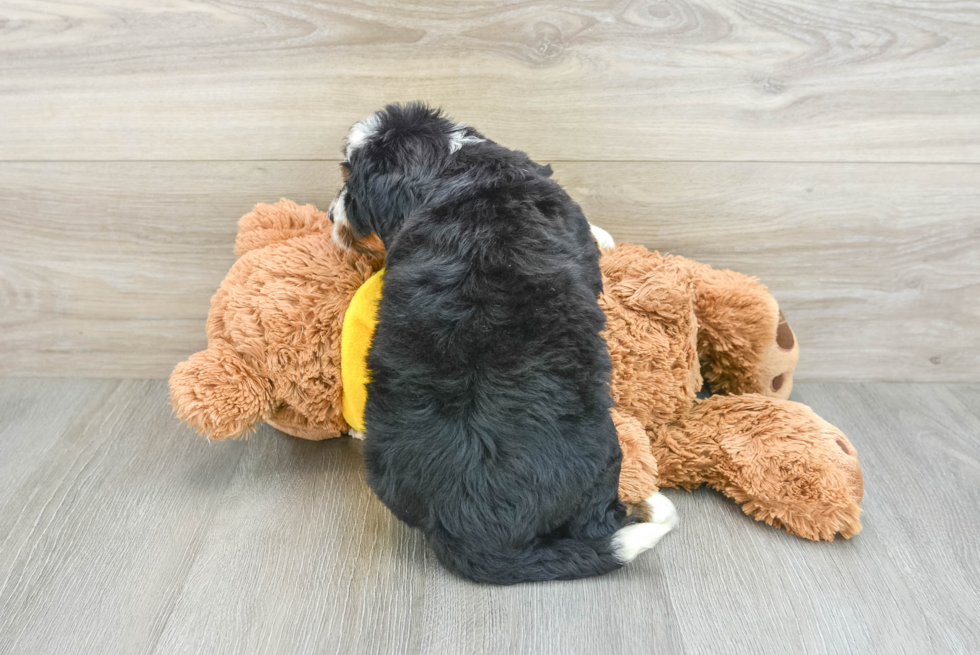 Adorable Mini Bernepoo Poodle Mix Puppy