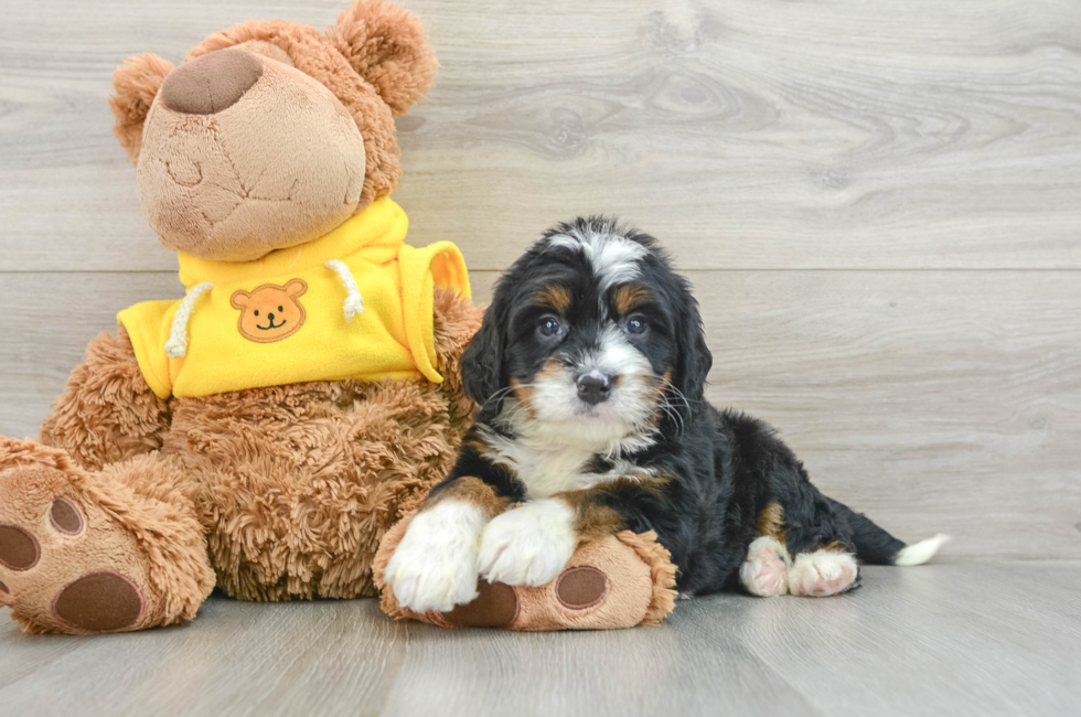 6 week old Mini Bernedoodle Puppy For Sale - Premier Pups