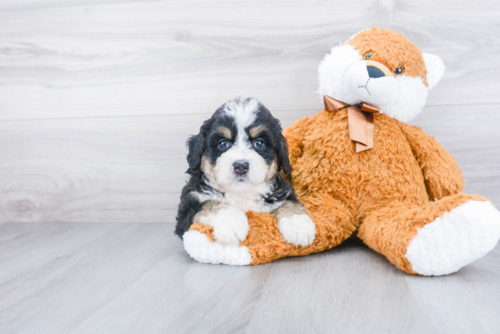 Mini Bernedoodle Puppy for Adoption