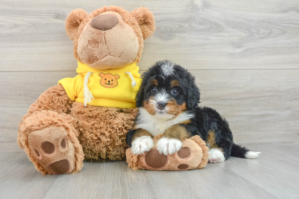 Best Mini Bernedoodle Baby