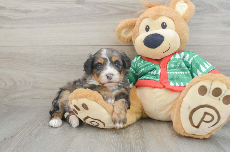 4 week old Mini Bernedoodle Puppy For Sale - Premier Pups