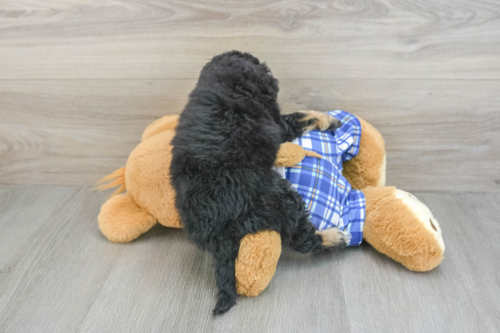 Friendly Mini Bernedoodle Baby