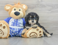 7 week old Mini Bernedoodle Puppy For Sale - Premier Pups