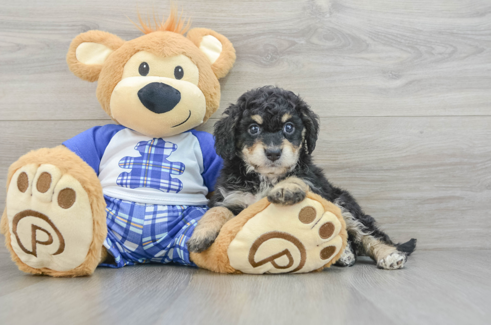 5 week old Mini Bernedoodle Puppy For Sale - Premier Pups