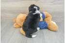 Best Mini Bernedoodle Baby