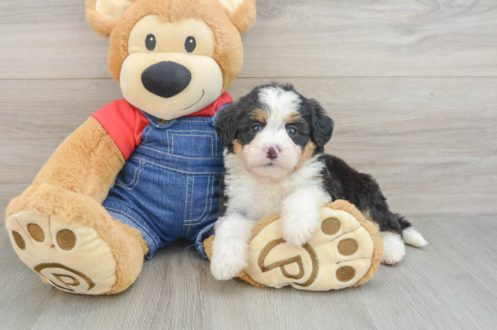 5 week old Mini Bernedoodle Puppy For Sale - Premier Pups