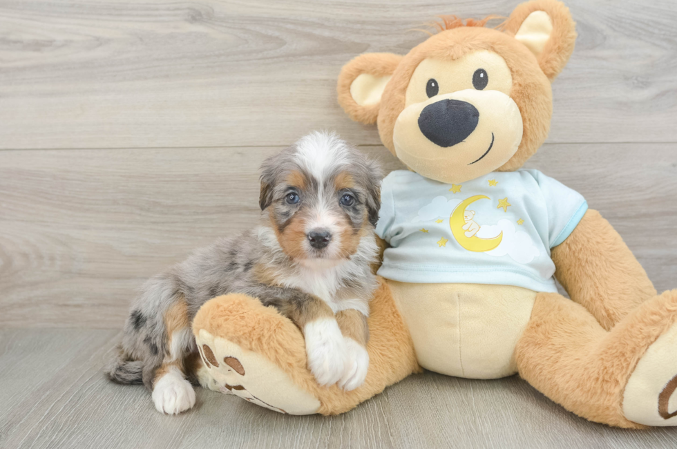5 week old Mini Bernedoodle Puppy For Sale - Premier Pups