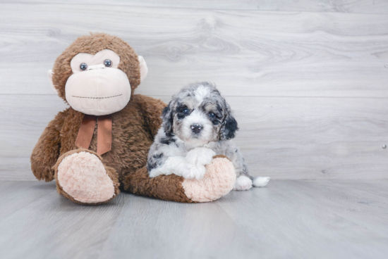 Mini Bernedoodle Pup Being Cute