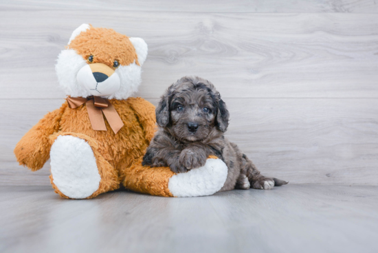 Adorable Bernadoodle Poodle Mix Puppy