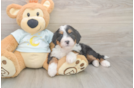 Fluffy Mini Bernedoodle Poodle Mix Pup