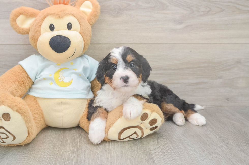 5 week old Mini Bernedoodle Puppy For Sale - Premier Pups