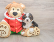 5 week old Mini Bernedoodle Puppy For Sale - Premier Pups