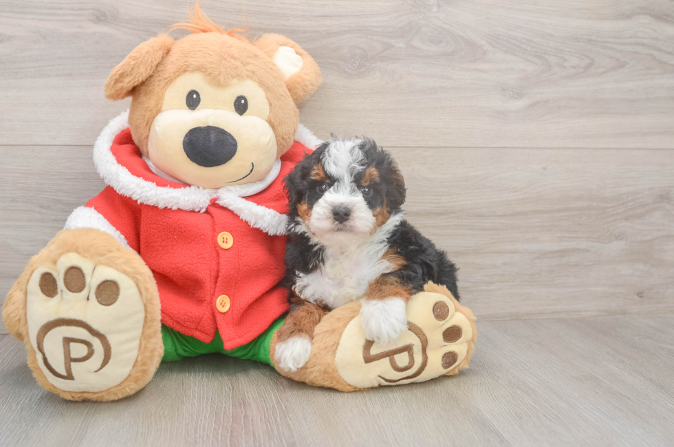 5 week old Mini Bernedoodle Puppy For Sale - Premier Pups