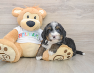 7 week old Mini Bernedoodle Puppy For Sale - Premier Pups