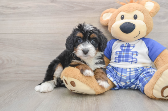 Mini Bernedoodle Pup Being Cute