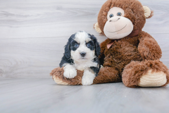 Sweet Mini Bernedoodle Baby