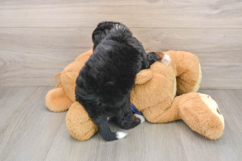 Best Mini Bernedoodle Baby