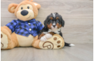 Friendly Mini Bernedoodle Baby
