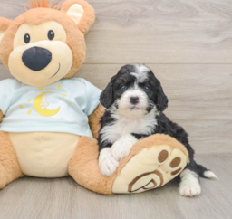 6 week old Mini Bernedoodle Puppy For Sale - Premier Pups