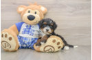 Mini Bernedoodle Pup Being Cute