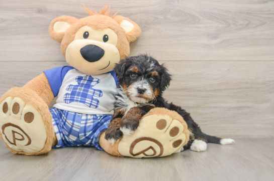 Mini Bernedoodle Pup Being Cute