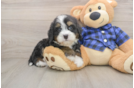 Little Mini Bernese Poodle Poodle Mix Puppy