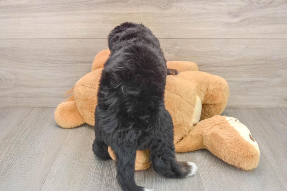 Popular Mini Bernedoodle Poodle Mix Pup