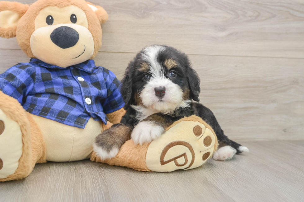 Mini Bernedoodle Puppy for Adoption
