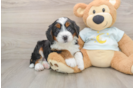 Best Mini Bernedoodle Baby