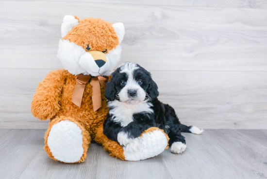 Sweet Mini Bernedoodle Baby