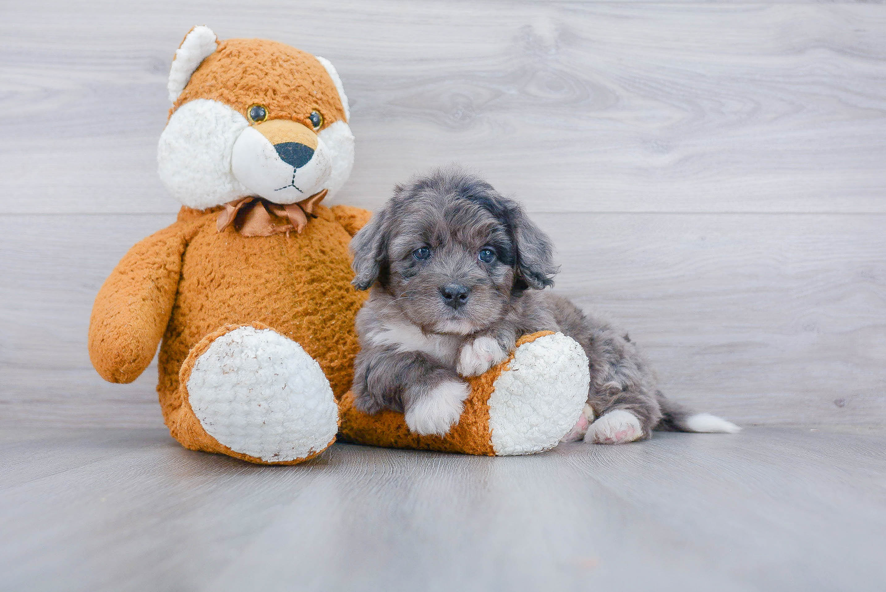 Best Mini Bernedoodle Baby
