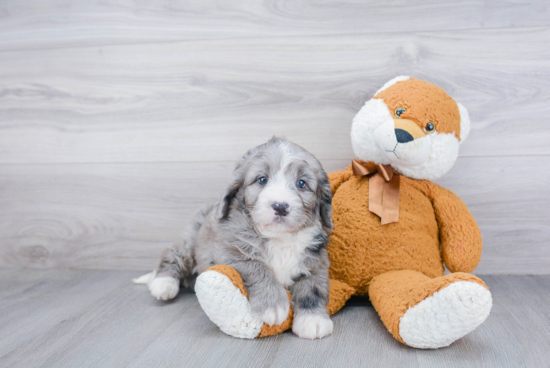 Friendly Mini Bernedoodle Baby